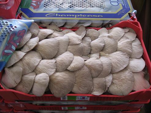 Setas frescas de Champicasa en caja de transporte